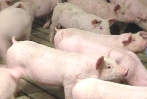 Why Do Farmers Use Gestation Crates?